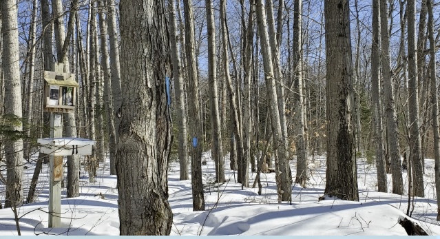 Winter scenes on trails around Mackinaw City